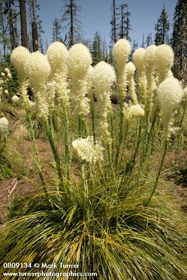 Xerophyllum tenax