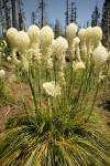 Bear Grass