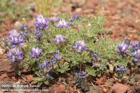 Lupinus lepidus var. lobbii