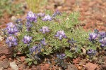 Dwarf Lupine on pumice