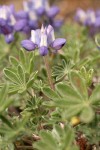 Dwarf Lupine blossoms & foliage