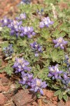 Dwarf Lupine on pumice