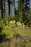 Bear Grass & Small-flowered Penstemon at forest edge