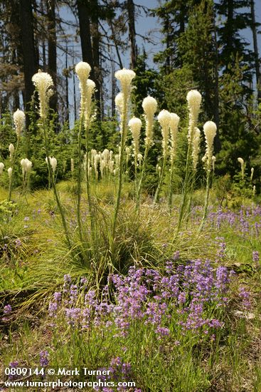 Xerophyllum tenax; Penstemon procerus