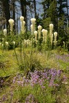 Bear Grass & Small-flowered Penstemon