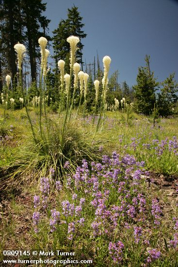 Xerophyllum tenax; Penstemon procerus