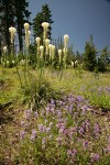 Bear Grass & Small-flowered Penstemon