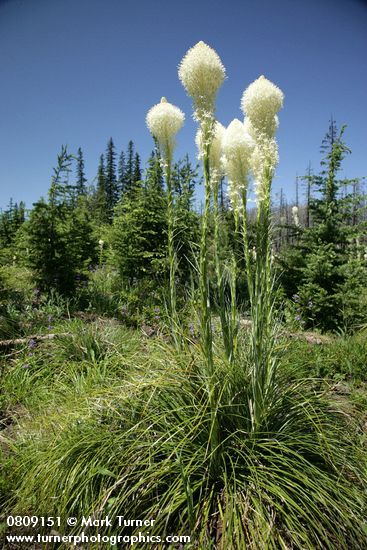 Xerophyllum tenax