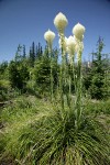 Bear Grass