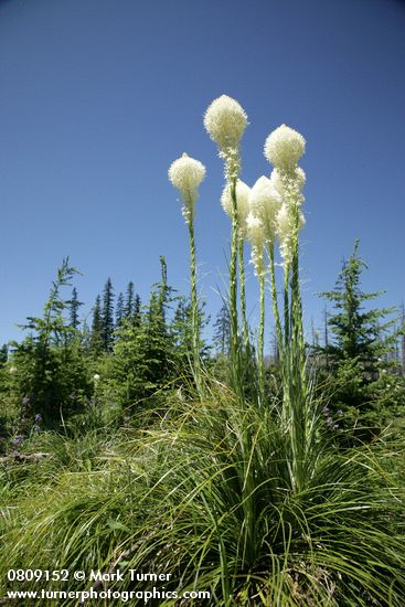 Xerophyllum tenax