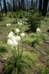 Bear Grass