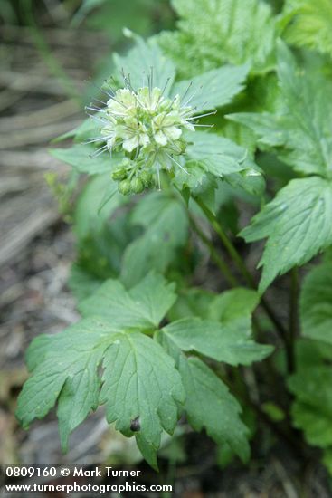 Hydrophyllum tenuipes