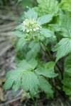 Pacific Waterleaf