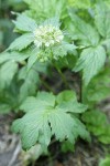 Pacific Waterleaf