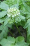 Pacific Waterleaf