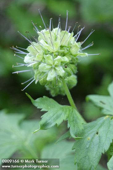 Hydrophyllum tenuipes