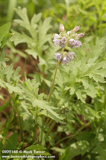 Hydrophyllum occidentale