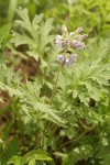 Western Waterleaf