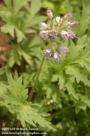 Hydrophyllum occidentale