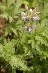 Western Waterleaf