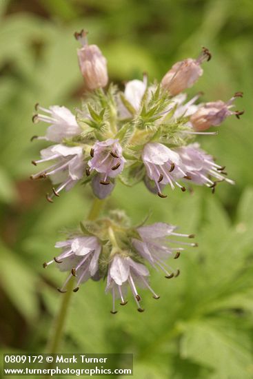 Hydrophyllum occidentale