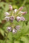 Western Waterleaf blossoms detail