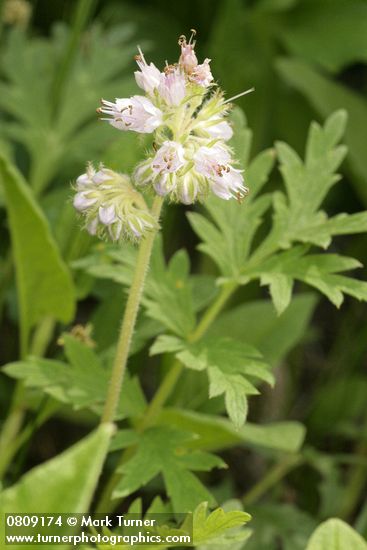Hydrophyllum occidentale
