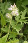 Western Waterleaf