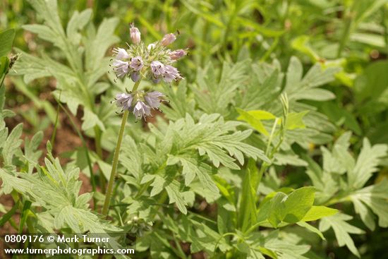 Hydrophyllum occidentale