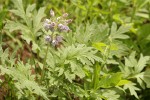 Western Waterleaf