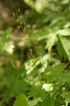 Leafy Mitrewort