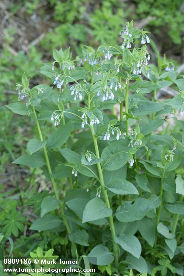 Mertensia paniculata