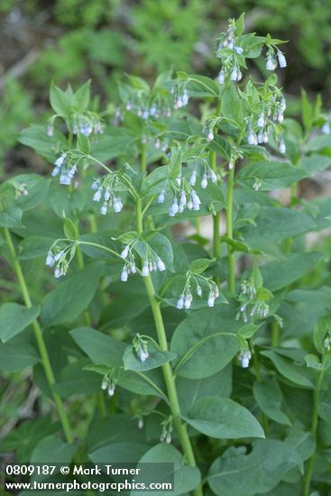 Mertensia paniculata