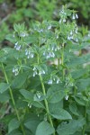 Tall Bluebells