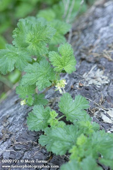 Ribes binominatum