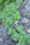 Ground Gooseberry