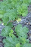 Ground Gooseberry blossoms & foliage