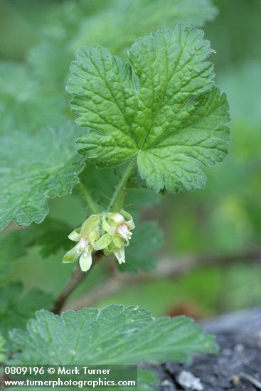 Ribes binominatum