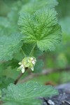 Ground Gooseberry blossoms & foliage detail