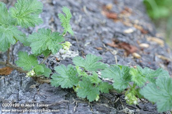 Ribes binominatum