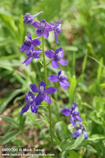 Delphinium menziesii