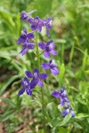 Menzies' Larkspur