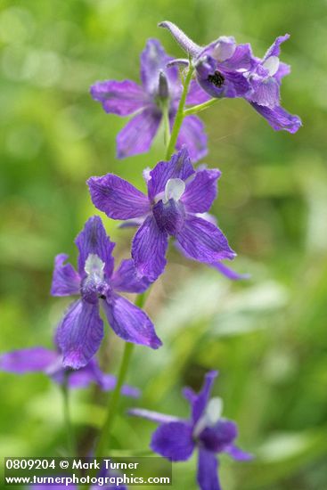 Delphinium menziesii