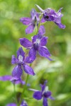 Menzies' Larkspur blossoms