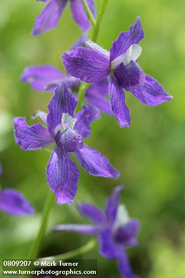 Delphinium menziesii