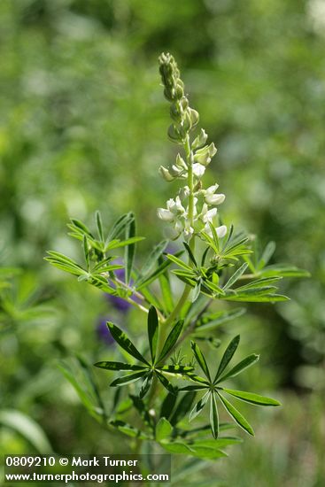 Lupinus albicaulis