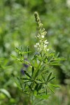 Sickle-keeled Lupine