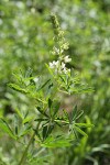 Sickle-keeled Lupine