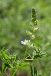 Sickle-keeled Lupine