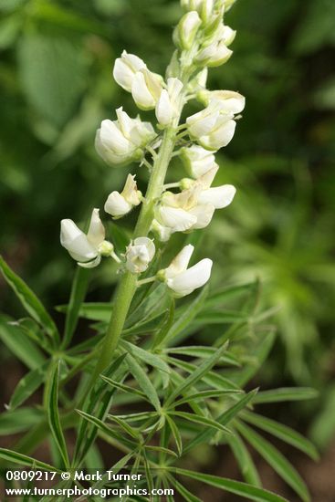 Lupinus albicaulis